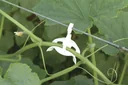 Tomato trellis kit for plastic greenhouses