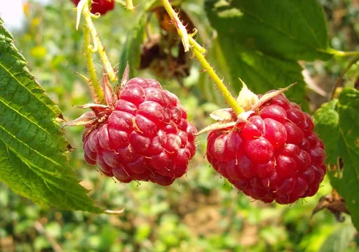 "Raspberry "Zefa Autumn Harvest", 3.5L container image"