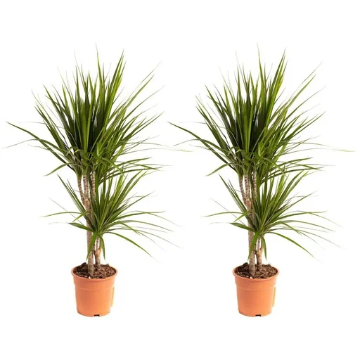 "Flowering Dragon Tree - Dracaena Marginata - Large - 75-80cm - 2 Plants image"