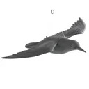 Bird - Defense against flying falcon