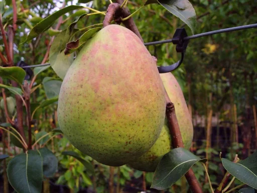 "Pear "Alexander Lukas" bush, in 10L container, juicy, sweet and sour, little aroma, image"