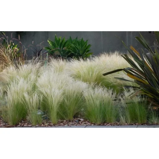 "Blooming set of 8 Stipa Ponytail Feather Grass - 40-50 cm image"