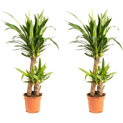 "Blooming Palm Lily - Yucca - Large - 80-85cm - 2 pieces image"