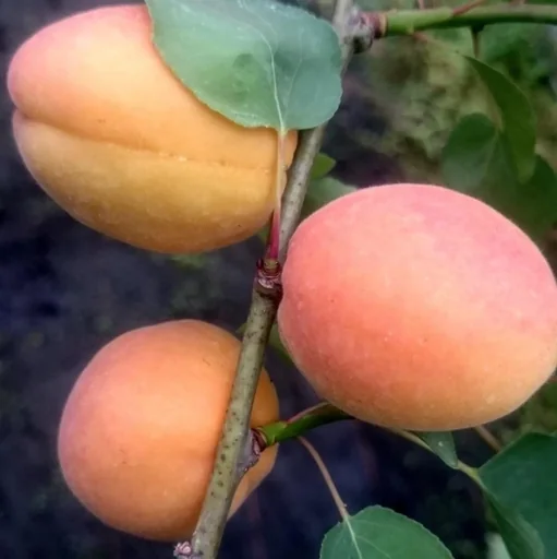 "Apricot "Goldrich", 10L container, firm and juicy flesh image"