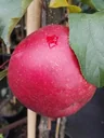 Apple "Rubinette Rosso" half-standard, in a 10L container
