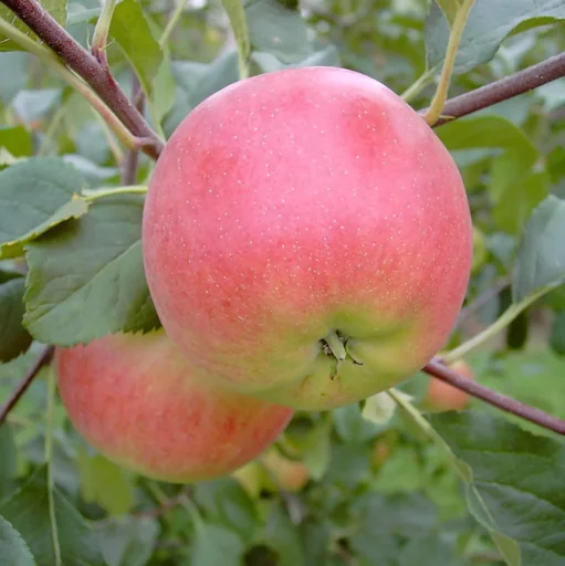 "Apple "Rubinola" bush, in 10L container image"
