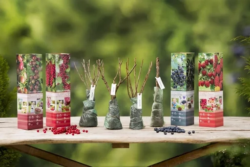 "Flower-up set of 4 fruit plants 30-40cm image"