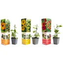 Flowering Thunbergia Set - 6 pieces - 30-38 cm