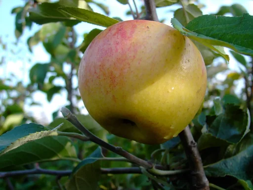 "Apple "Dülmener Rosenapfel" bush, in a 10L container image"