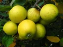 Columnar apple "Ananasrenette", 7.5L container, firm, juicy, unique aroma