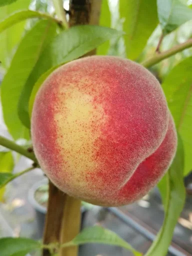 "Peach "Kernechter v. Vorgebirge" bush, 10L container image"
