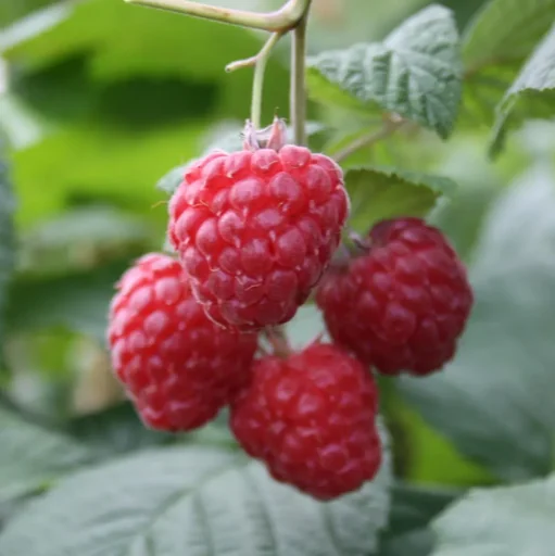 "Raspberry "Glen Ample", 3.5L container image"