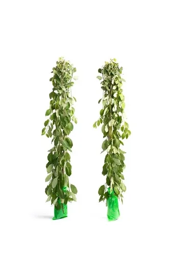 "Flower-up set of 2 XXL weeping willows 120 - 140 cm image"
