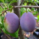 Columnar plum "Hermann", 7.5L container, large, blue late plum, golden yellow fruit