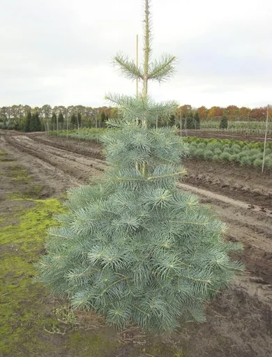 "Colorado fir, grey fir, Abies concolor - solitary tree with ball 150-175 cm image"