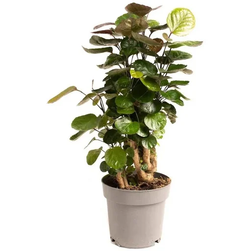 "Flower top Aralia - Polyscias Fabian - Large - 55-65cm - 1 piece image"