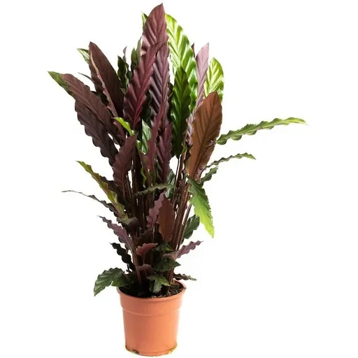 "Flowering Peacock Plant - Calathea Rufibarba - Large - 50-60cm - 1 plant image"