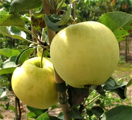 "Apple "White Klarapfel" bush, in a 10L container image"