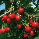 Cherry maggot trap