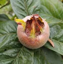 Medlar "Rafzer Medlar", 7.5L Container