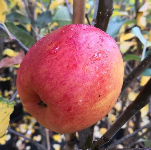 "Apple "Rebella" half-standard, in a 10L container image"