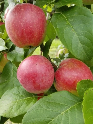 "Apple "Jamba" bush in 10L container image"