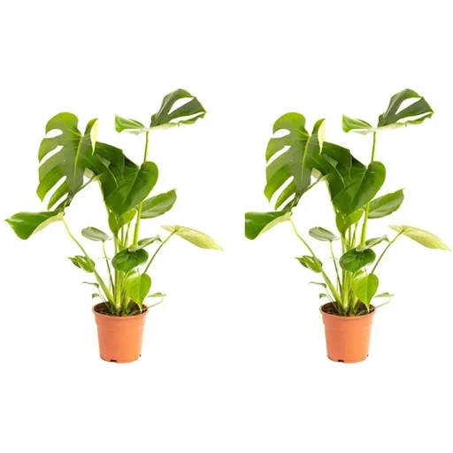 "Flower Hole Plant - Monstera Deliciosa - Large - 65 - 75cm - 2 pieces image"