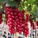 Red currant "Rolan" bush, in 5L container