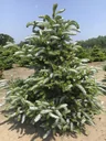 Korean fir Silberlocke - Abies koreana - solitary tree with ball 125-150 cm