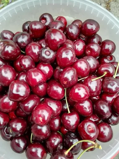 "Sweet cherry "Kassins" bush, in 10L container, aromatic, good stone removal image"