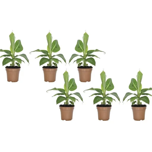 "Flower-up Tropical Banana Plants - Musa Oriental Dwarf - 6 Plants - 25-38cm image"