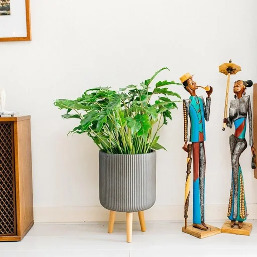 "Flowering Philodendron Xanadu Large - 60-70Cm - 1 Piece image"