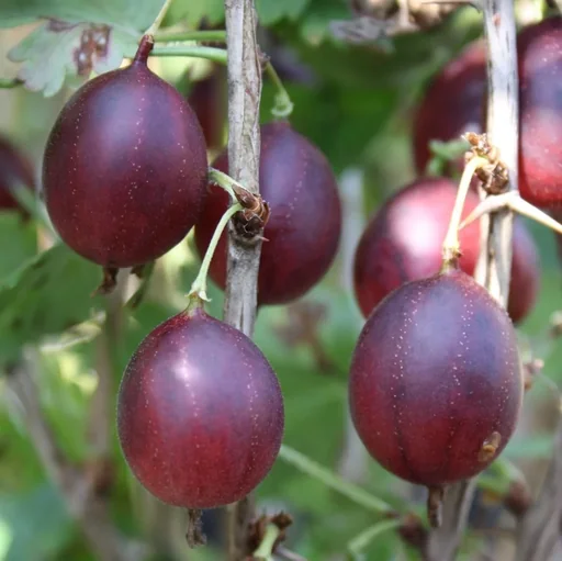 "Red gooseberry "Captivator" standard tree, in a 4L container image"