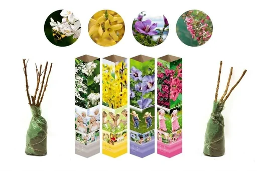 "Flower-up 4er-Set Ziersträucher 50 - 70 cm image"
