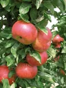 Columnar apple "Sonata", 7.5L container, vigorous, juicy, scab-resistant