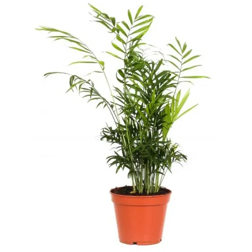 "Flowering Mexican Mountain Palm - Chamaedorea Elegans - Large - 50-60cm - 1 piece image"