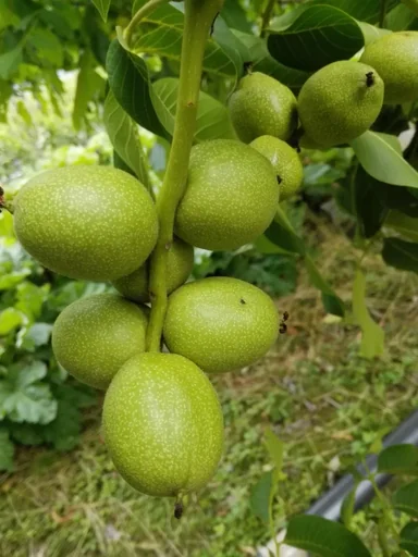 "Walnut "Franquette", 10L container, large nuts image"