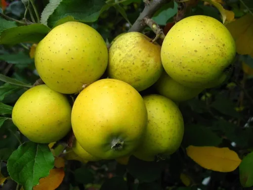 "Columnar apple "Ananasrenette", 7.5L container, firm, juicy, unique aroma image"