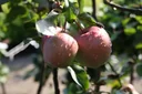 Apple "Gloster" bush, in a 10L container
