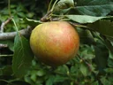 Apple "Holsteiner Cox" bush, in a 10L container