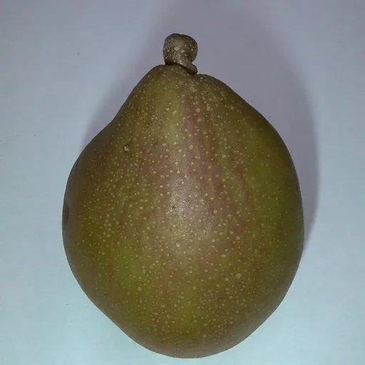 "Pear "Gellerts Butterbirne" half-standard, in a 10L container, juicy, melting flesh image"