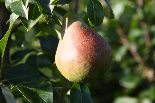 "Columnar pear "Decora", 7.5L container, sweet and aromatic, excellent taste image"