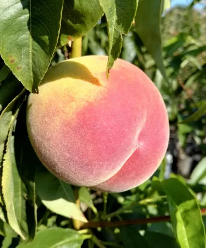 "Peach "Inka" half-standard, in a 10L container image"