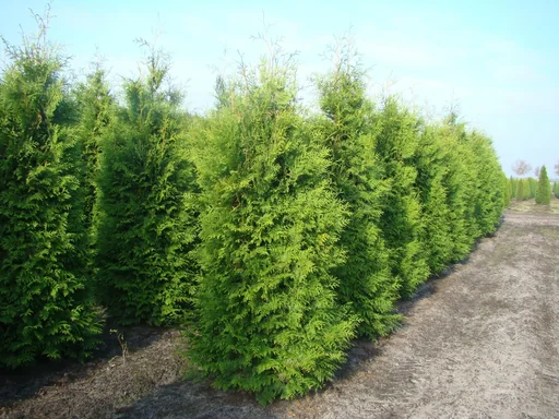 "Brabant Tree of Life - Thuja occidentalis - 7.5 L pot 80-100 cm image"