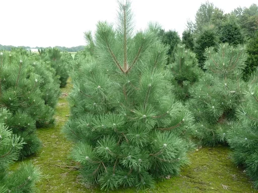 "Black pine Pinus nigra ssp.nigra - solitary tree with ball 125-150 cm image"