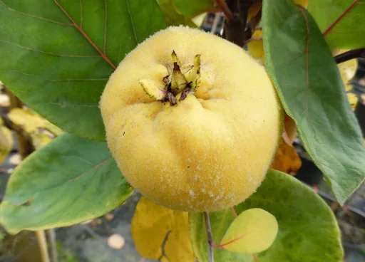 "Quince "Giant Quince of Leskovac" bush, 10L container image"