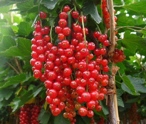 "Red currant "Rovada" standard tree, in a 4L container image"