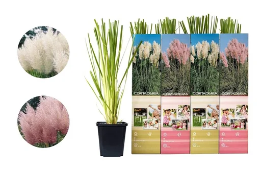 "Flower-up set with 4 pampas grass plants 30-40 cm image"