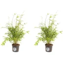 Flower-up Bamboo "Non-rotting" Medium - Fargesia - 40-60cm - 2 pieces