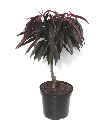 "Dwarf peach "Crimson' Rotlaub", 7.5L container, delicious, dark red fruits image"